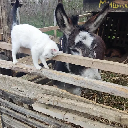 Lejlighed Amanet House - Breza Zasavica