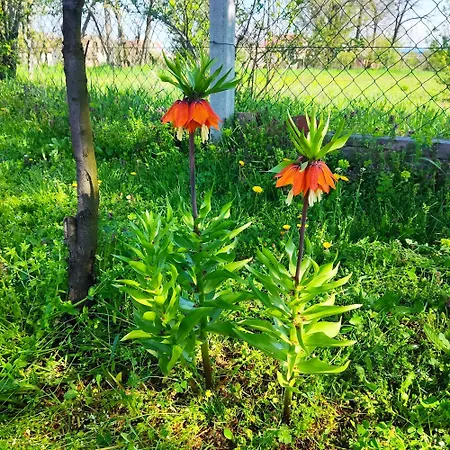 Amanet House - Breza