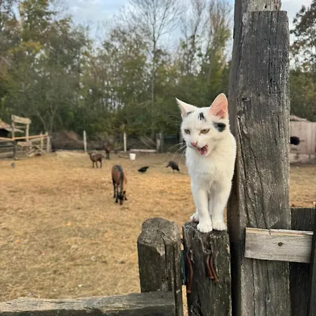 Amanet House - Breza *