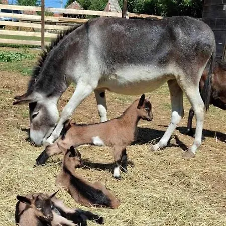 Amanet House - Breza Lejlighed *